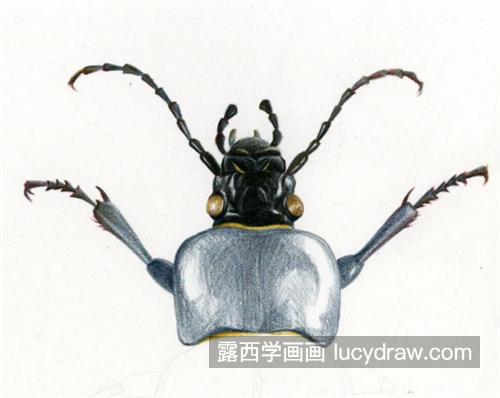 黑甲虫怎么画？有哪些绘画步骤？