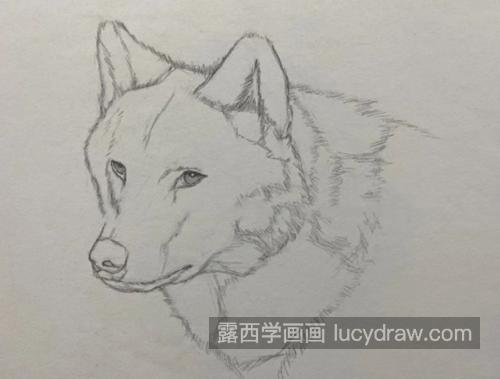 狼头怎么画？素描画法是什么？