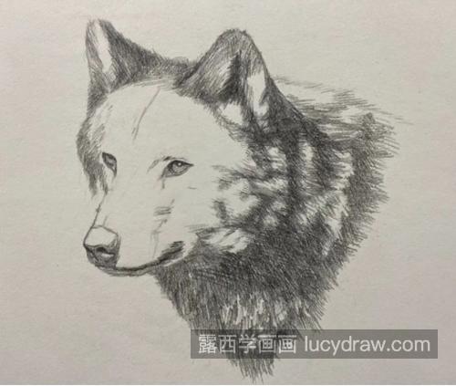 狼头怎么画？素描画法是什么？