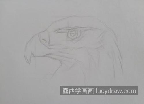 鹰头怎么画？老鹰的素描画法是什么？