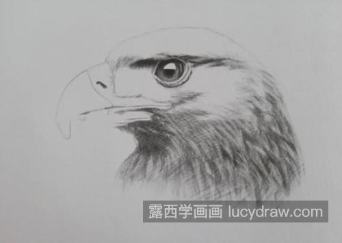 鹰头怎么画？老鹰的素描画法是什么？