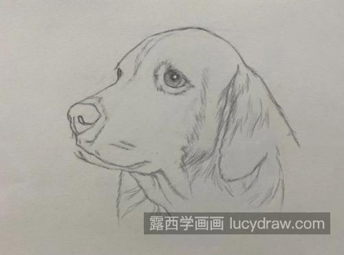 金毛犬怎么画？绘画技巧是什么？