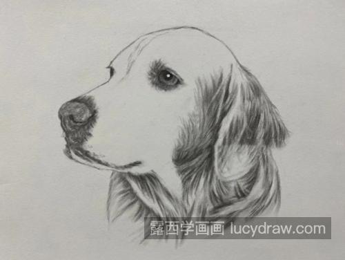 金毛犬怎么画？绘画技巧是什么？