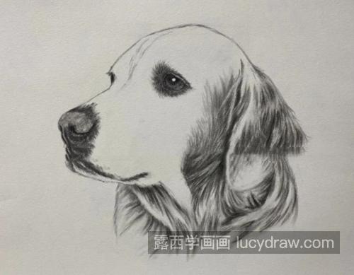 金毛犬怎么画？绘画技巧是什么？