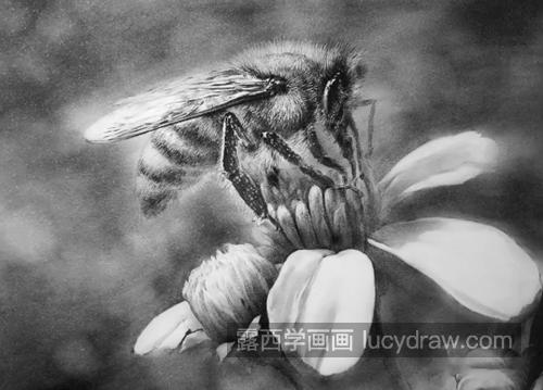 蜜蜂怎么画？简单的素描画法是什么？