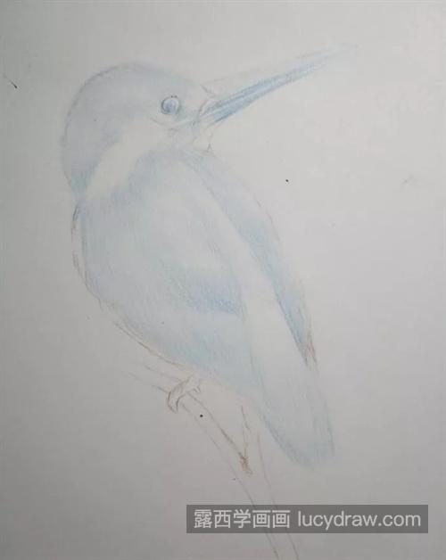 蓝耳翠鸟怎么画？有哪些绘画步骤？