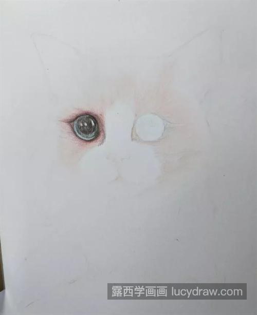 布偶猫怎么画？布拉多尔猫的画法是什么？