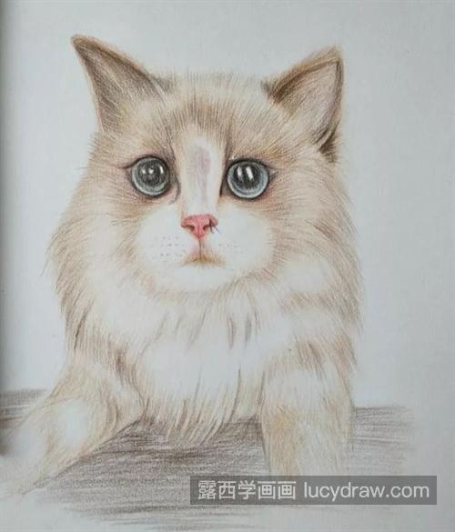 布偶猫怎么画？布拉多尔猫的画法是什么？