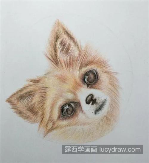 狗狗头部怎么画？绘画步骤有几步？