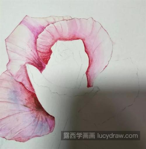 粉玫瑰怎么画？水彩上色过程是什么？