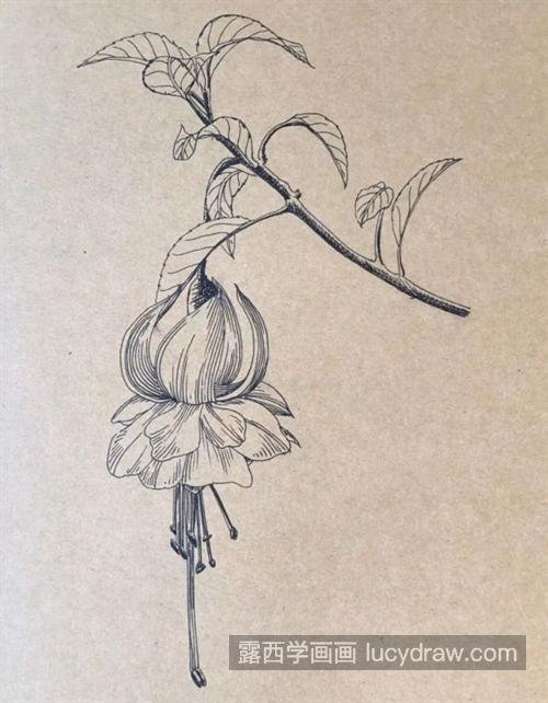 吊钟海棠怎么画？灯笼花的钢笔画法是什么？