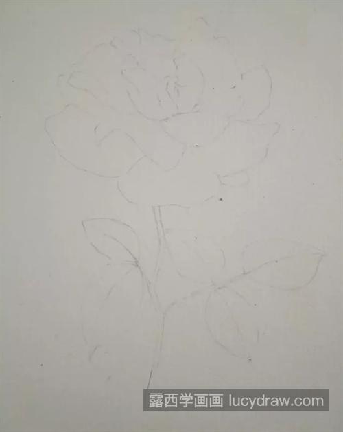 蔷薇花怎么画？有哪些绘画步骤？