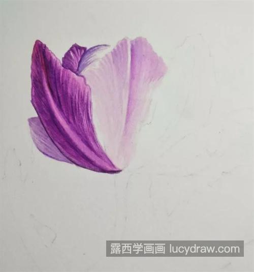 紫色郁金香怎么画？洋荷花的水彩步骤有几步？