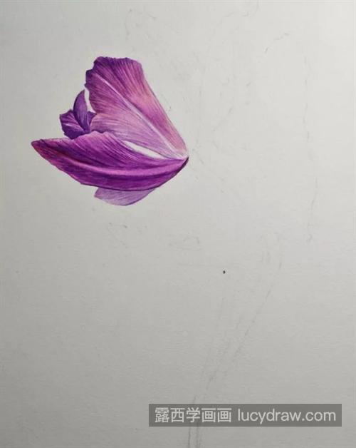 紫色郁金香怎么画？洋荷花的水彩步骤有几步？
