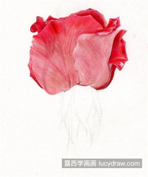 情人节红玫瑰怎么画？有哪些绘画步骤？