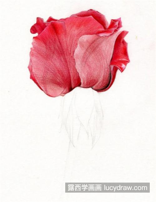 情人节红玫瑰怎么画？有哪些绘画步骤？
