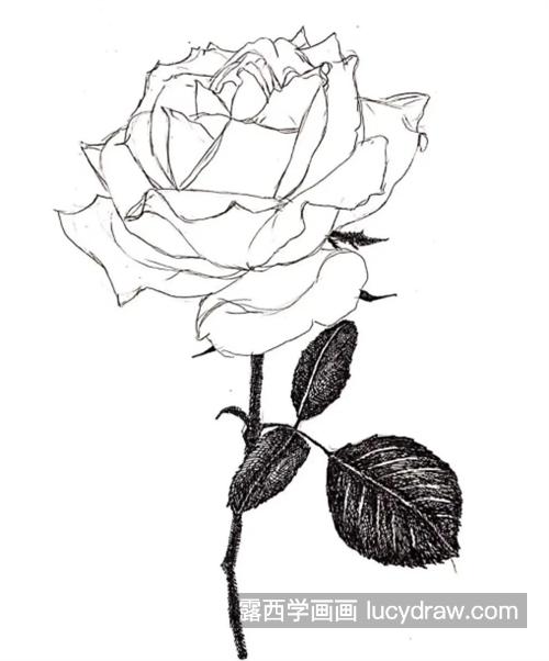 玫瑰花怎么画？四步教你画一枝玫瑰
