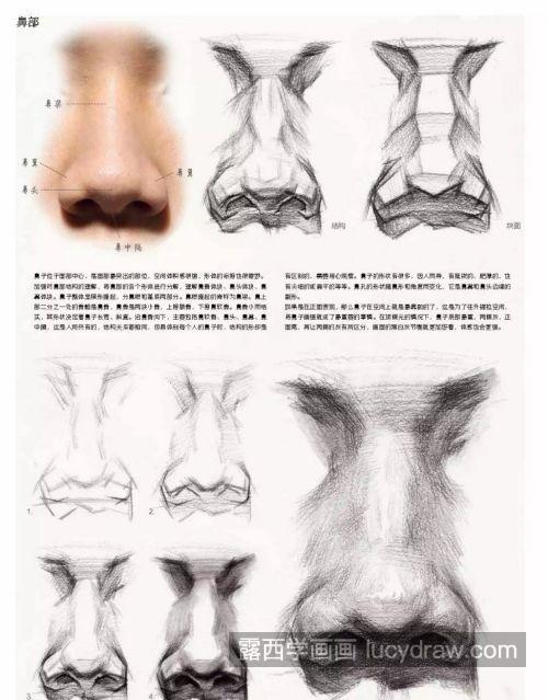 最详细的素描鼻子剖析讲解教程 素描鼻子多角度画法分析
