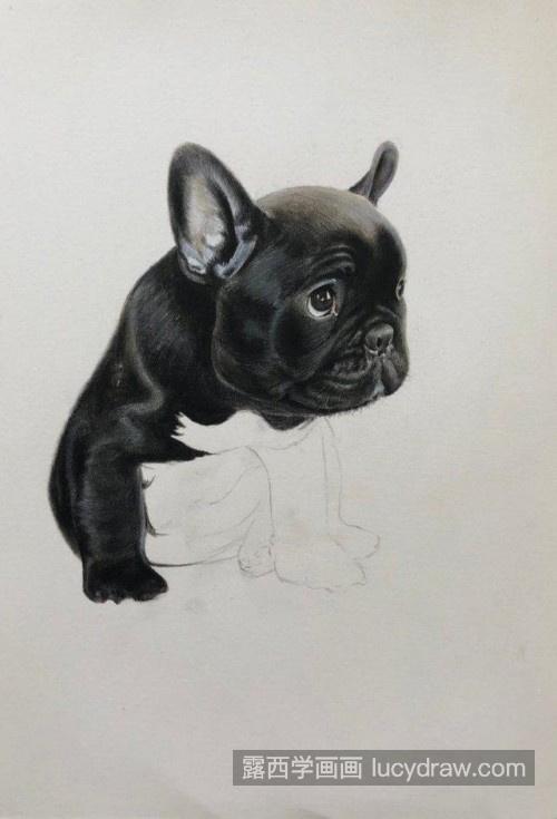 彩色铅笔画黑色小狗怎么画 彩铅黑色小狗步骤教程