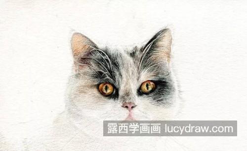 写实猫咪彩铅绘画的画法 写实猫咪彩铅画自学教程