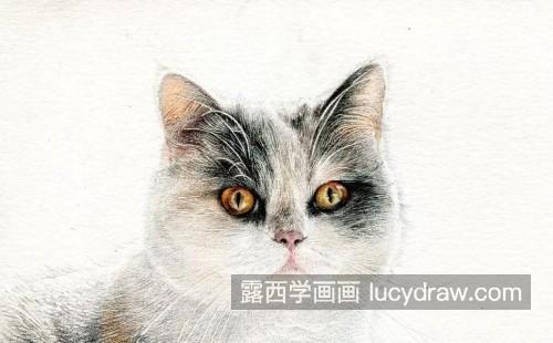 写实猫咪彩铅绘画的画法 写实猫咪彩铅画自学教程