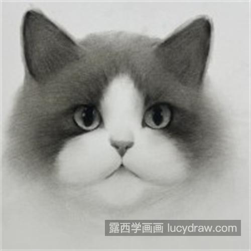 超可爱的素描猫咪注意什么 素描小猫咪图文详细教程