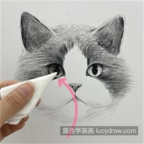 超可爱的素描猫咪注意什么 素描小猫咪图文详细教程