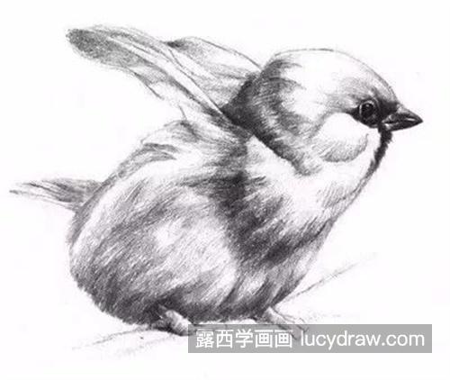 素描小鸟的绘画步骤图解 简单易学的素描小鸟教程