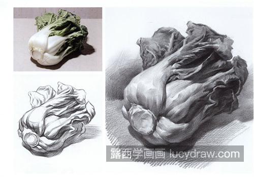 素描大白菜怎么画步骤带图 入门级素描大白菜教程