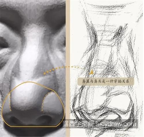 素描头像的五官及肌肉关系 素描五官面部如何呈现