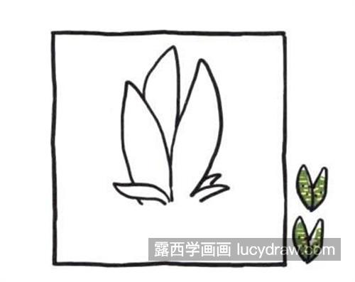 简单好看的虎皮兰简笔画教程 可爱又美丽的虎皮兰怎么画