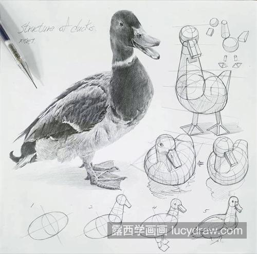 动物素描怎么绘制 素描动物需要注意的地方有哪些