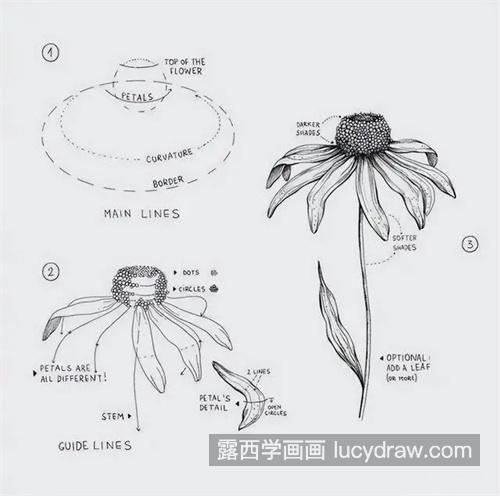 素描花卉怎么绘制 超适合小白的素描花卉教程