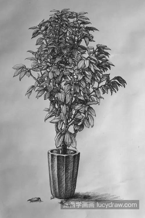 素描植物的绘制教程 简单易学的素描绘制教程