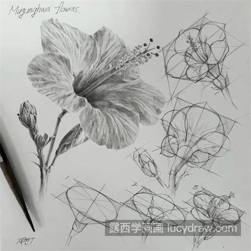 初学者怎样学习绘制素描植物 绘制素描植物的小技巧