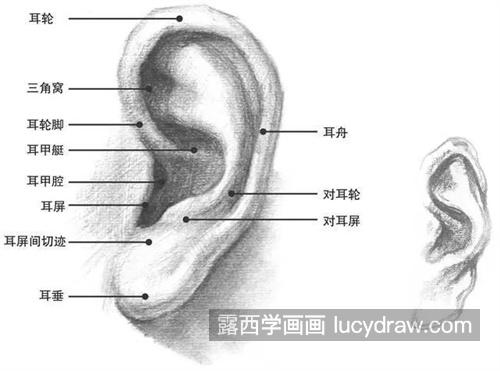 素描五官怎么绘制 新手在素描人物五官的时候需要注意什么