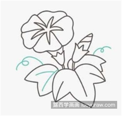 彩色漂亮的牵牛花简笔画绘制教程 简单又好看的牵牛花简笔画怎么画