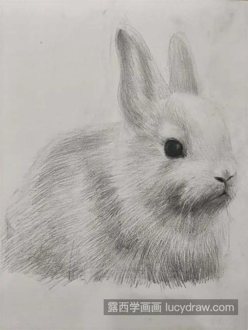 超可爱的小兔子素描教程 简单的素描小兔子绘制过程图解