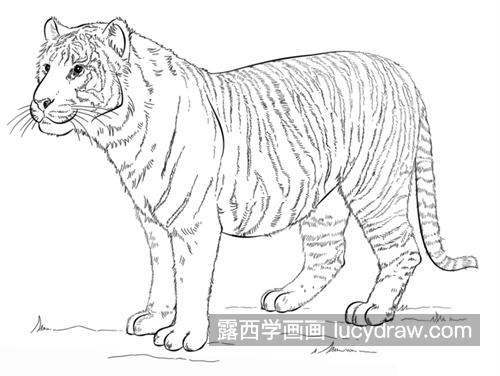 体型健硕的大老虎简笔画绘制教程 可爱的老虎简笔画怎么画