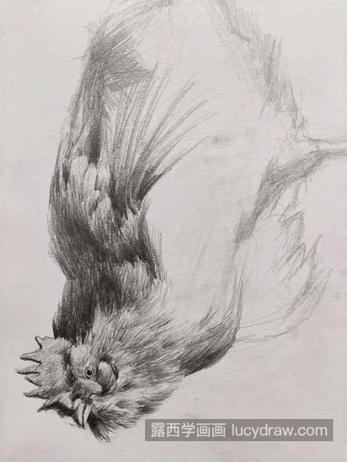 素描怎样绘制鸡的动态 新手必学的简单的素描绘制教程