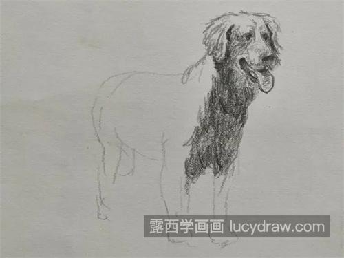 素描动物之狗怎么绘制简单 绘制小狗的素描教程