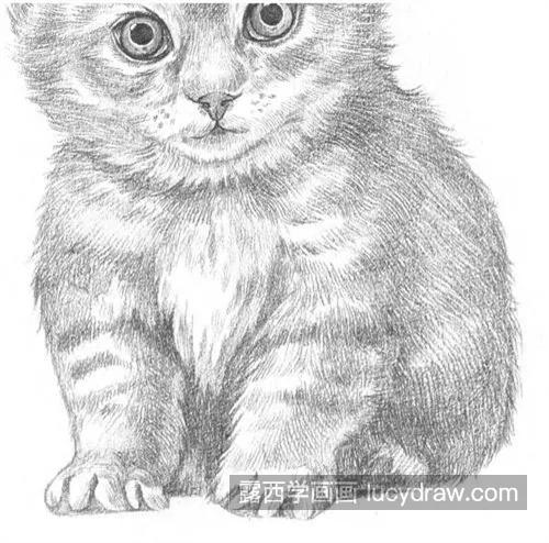 简单易学的素描猫咪的绘制教程 素描猫咪怎么绘制简单