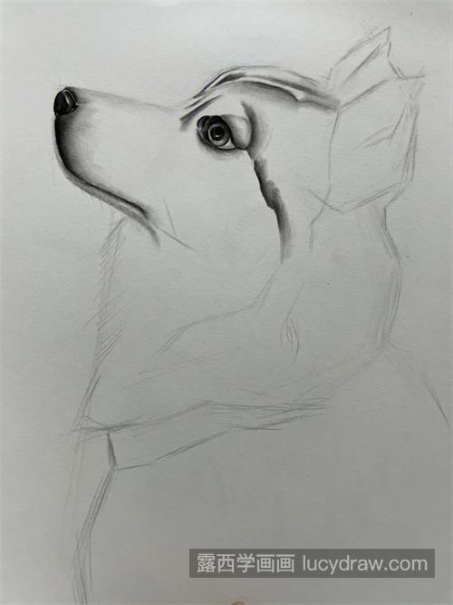 素描小狗怎样绘制 简单易学的素描小狗怎么绘制