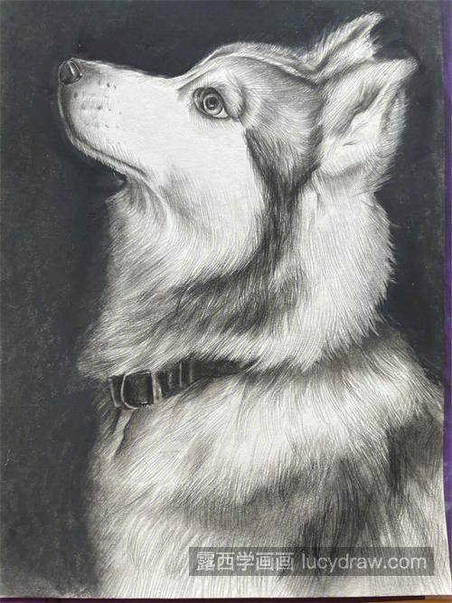 素描小狗怎样绘制 简单易学的素描小狗怎么绘制