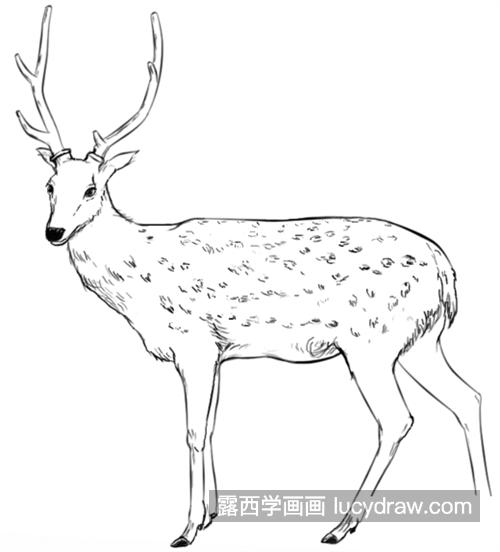 简单又很漂亮的小鹿简笔画怎么画 好看的小鹿简笔画怎么画好看