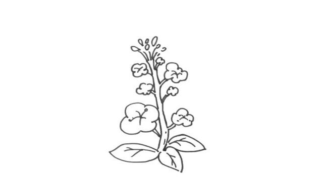 简单又好看的油菜花简笔画怎么画好看 易学又好看的油菜花绘制教程