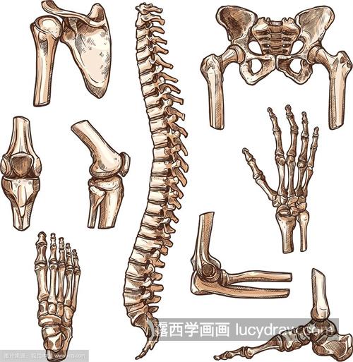 素描人体之人物骨骼怎么绘制 简单的素描人体骨骼绘制教程