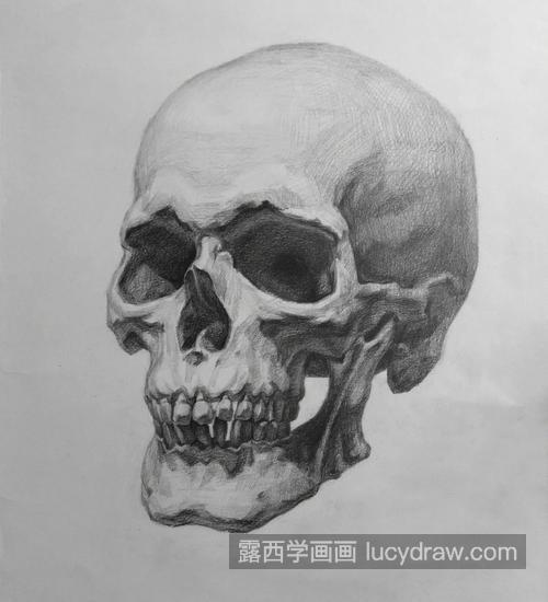 素描头骨怎么绘制 怎样刻画素描头骨