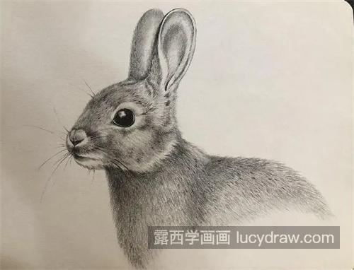 素描毛茸茸的小兔子怎么画 素描兔子绘制教程以及方法