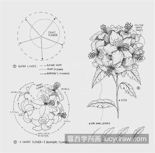 素描花卉的绘制教程 新手怎样快速学习素描花卉